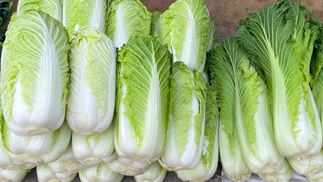 白菜冷庫能儲存多久？白菜冷庫保鮮1-4個月技術